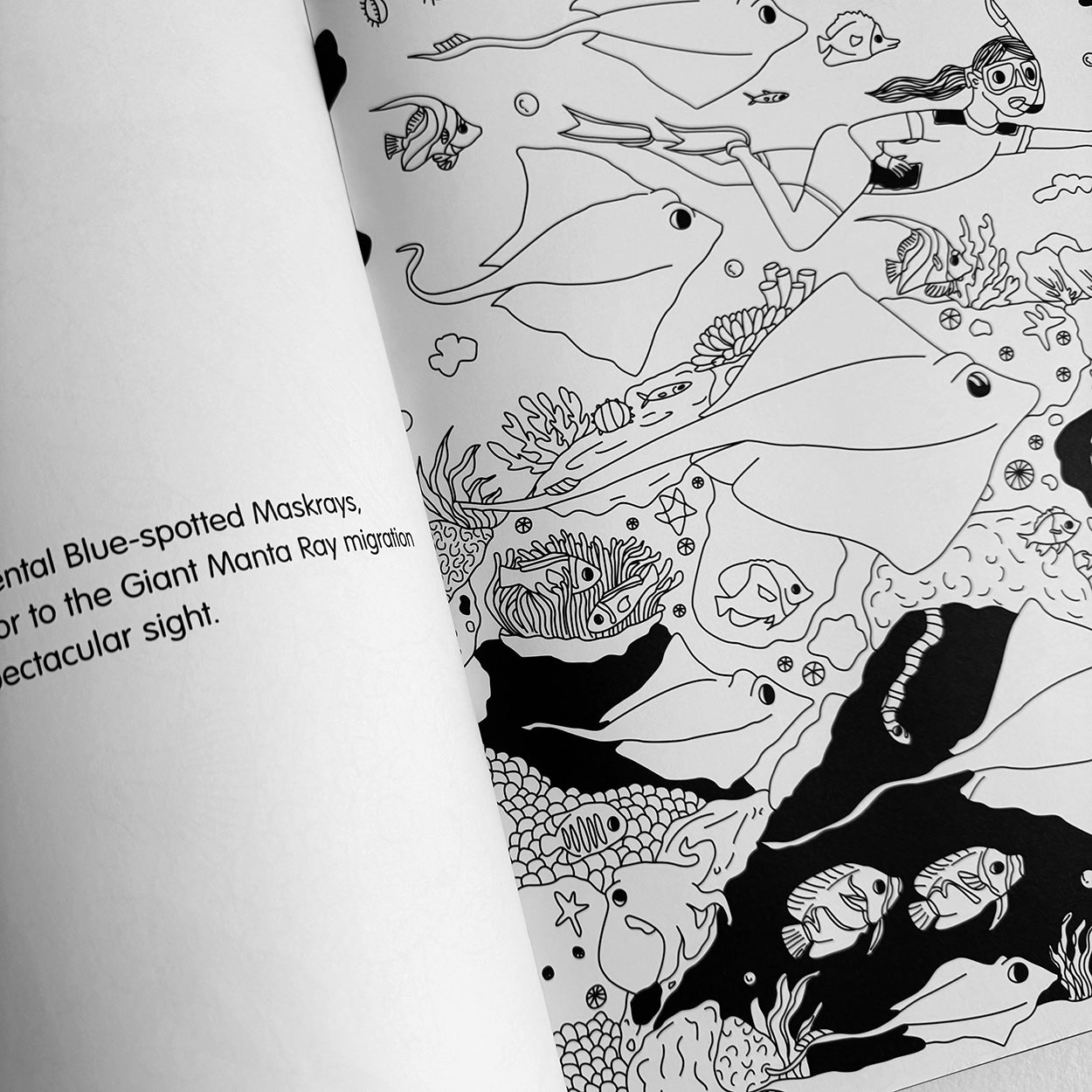 Kids, Children, Negros Oriental, Schools, Educational, Green Sea Turtle, Marine Creatures, Drawing, draw, color, colour, gift, idea, philippine, Philippines, Filipino, artist, Dumaguete city, Dauin, Marine Sanctuary, Anais Vera Salvarita, Underwater, Journey, bed time, book,