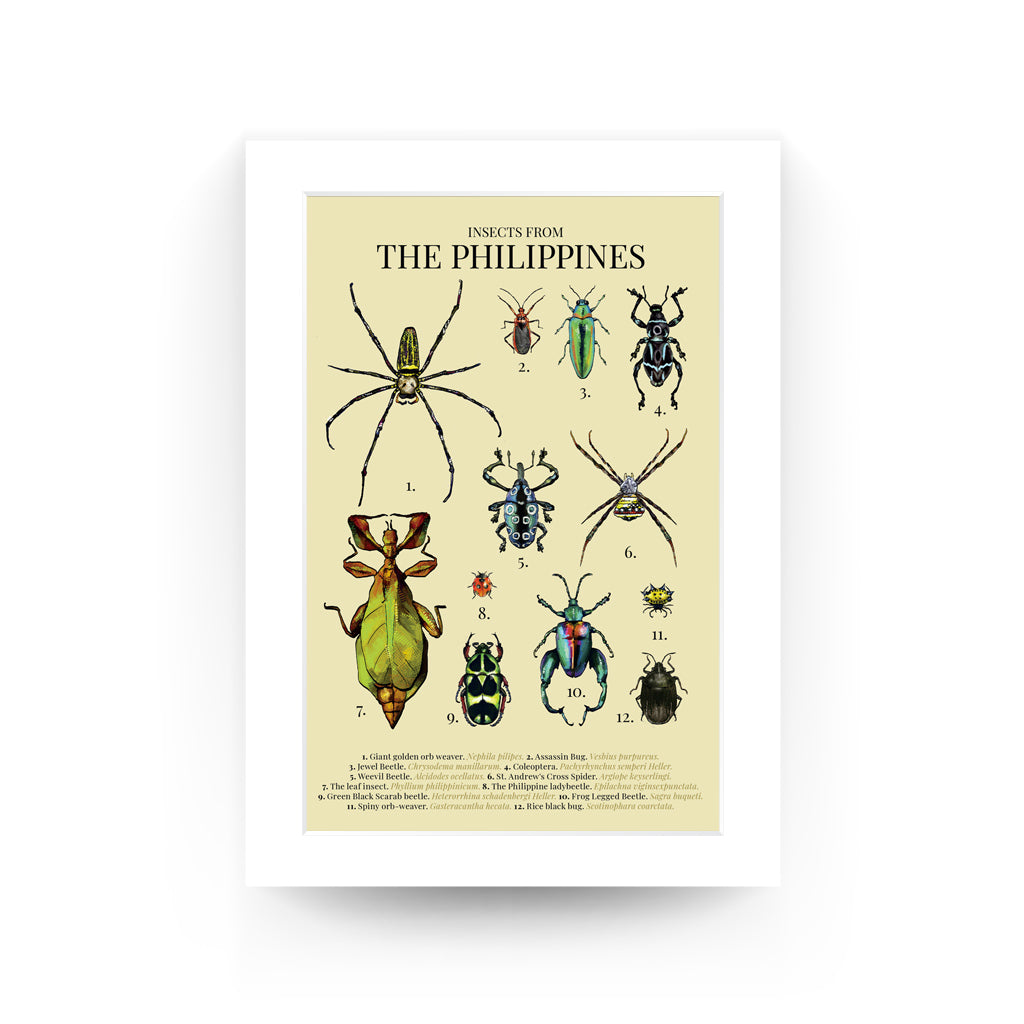 insect bug spider Luzon Visayas Mindanao Islands Map PH Habitat Coleoptera Giant golden orb weaver St. Andrew's Cross Spider Rice black bug Assassin Bug Spiny orb-weaver Sagra buqueti Green Black Scarab beetle The leaf insect Weevil Beetle Jewel Beetle The Philippine ladybeetle The leaf insect Green Black Scarab beetle Home decor decoration print Filipino artist high quality paper, mat board, Pinspired Art Souvenirs, Dumaguete city