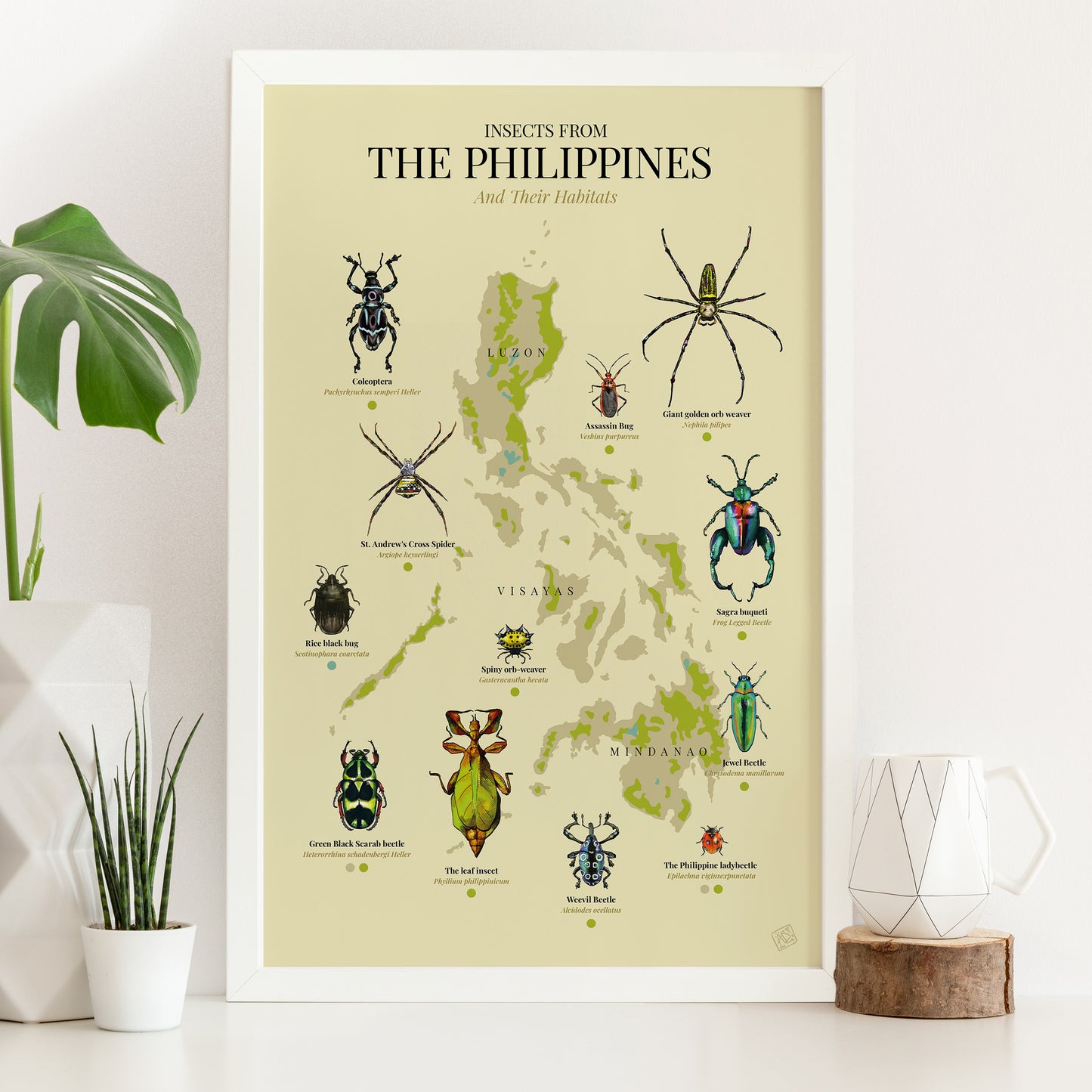 insect bug spider Luzon Visayas Mindanao Islands Map PH Habitat Coleoptera Giant golden orb weaver St. Andrew's Cross Spider Rice black bug Assassin Bug Spiny orb-weaver Sagra buqueti Green Black Scarab beetle The leaf insect Weevil Beetle Jewel Beetle The Philippine ladybeetle The leaf insect Green Black Scarab beetle Home decor decoration print Filipino artist framed framing frame