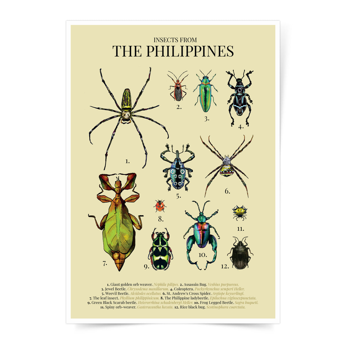 insect bug spider Luzon Visayas Mindanao Islands Map PH Habitat Coleoptera Giant golden orb weaver St. Andrew's Cross Spider Rice black bug Assassin Bug Spiny orb-weaver Sagra buqueti Green Black Scarab beetle The leaf insect Weevil Beetle Jewel Beetle The Philippine ladybeetle The leaf insect Green Black Scarab beetle Home decor decoration print Filipino artist high quality paper