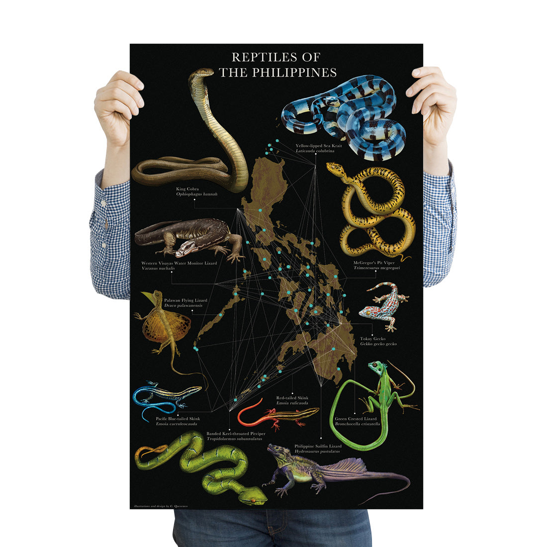 King Cobra Western Visayas Water Monitor Lizard Palawan Flying Lizard Pacific Blue tailed Skink Banded Pitviper Red tailed skink Tockay Gecko Philippine Sailfin Lizard Reptiles Snakes Filipino artist Dumaguete city project art exhibition Pinta PH Maps illustration wall decoration idea print actual size