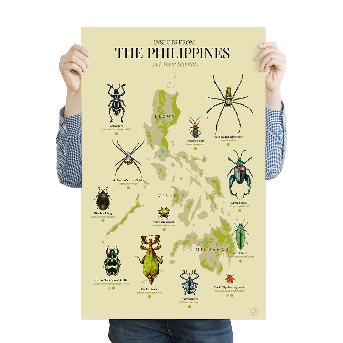 insect bug spider Luzon Visayas Mindanao Islands Map PH Habitat Coleoptera Giant golden orb weaver St. Andrew's Cross Spider Rice black bug Assassin Bug Spiny orb-weaver Sagra buqueti Green Black Scarab beetle The leaf insect Weevil Beetle Jewel Beetle The Philippine ladybeetle The leaf insect Green Black Scarab beetle Home decor decoration print Filipino artist high quality paper