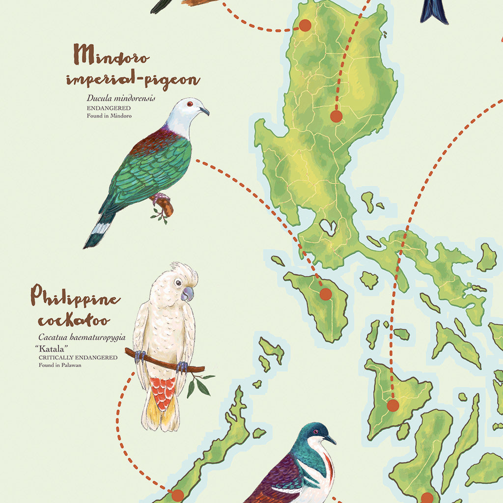 Coleto Bird Filipino Endemic Balicassiao Rubous-headed Hornbill Southern Rubous Hornbill Philippine Eagle National Symbol Supporting NGO Talarak Foundation Negros Oriental Sulu Hornbill Negros Bleeding Heart Dove Cockatoo Mindoro Imperial Pigeon Wall decor decoration home office tourist space close up