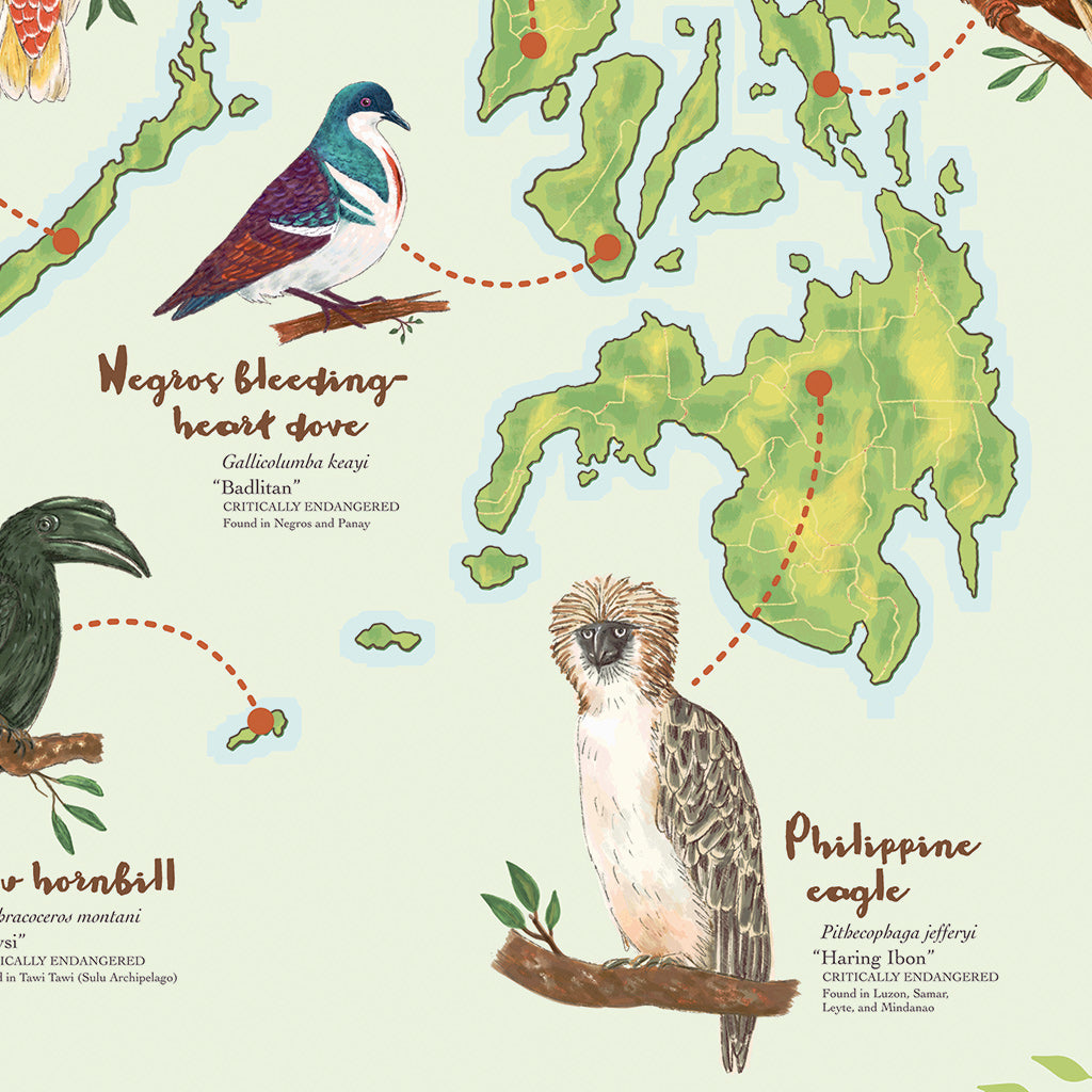 Coleto Bird Filipino Endemic Balicassiao Rubous-headed Hornbill Southern Rubous Hornbill Philippine Eagle National Symbol Supporting NGO Talarak Foundation Negros Oriental Sulu Hornbill Negros Bleeding Heart Dove Cockatoo Mindoro Imperial Pigeon Wall decor decoration home office tourist space close up