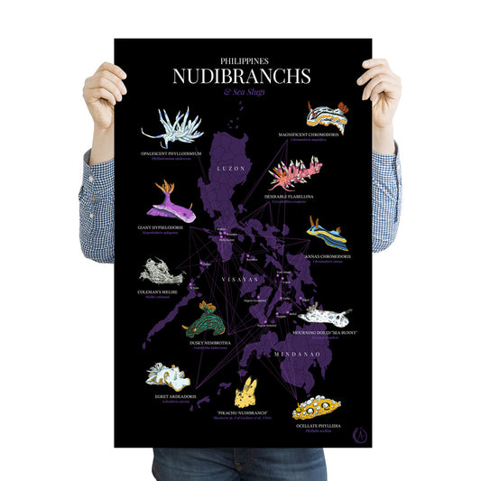 Giant Hypselodoris Hypselodoris aplogema Desirable Flabellina Coryphellina exoptata Sea Bunny Jorunna funebris Ocellate Phyllidia ocellata Opalescent Phyllodsmium opalescens Egret Ardeadoris egretta Coleman's Melibe colemani Magnificent Chromodoris magnifica Pikachu Nudibranch Thecacera, art wall decor decoration, tourist office space home diving diver dive gift Mabini, Batangas, Puerto Galera, Coron, Negros Oriental, El Nido, Romblon, Logon, Bohol, Cebu