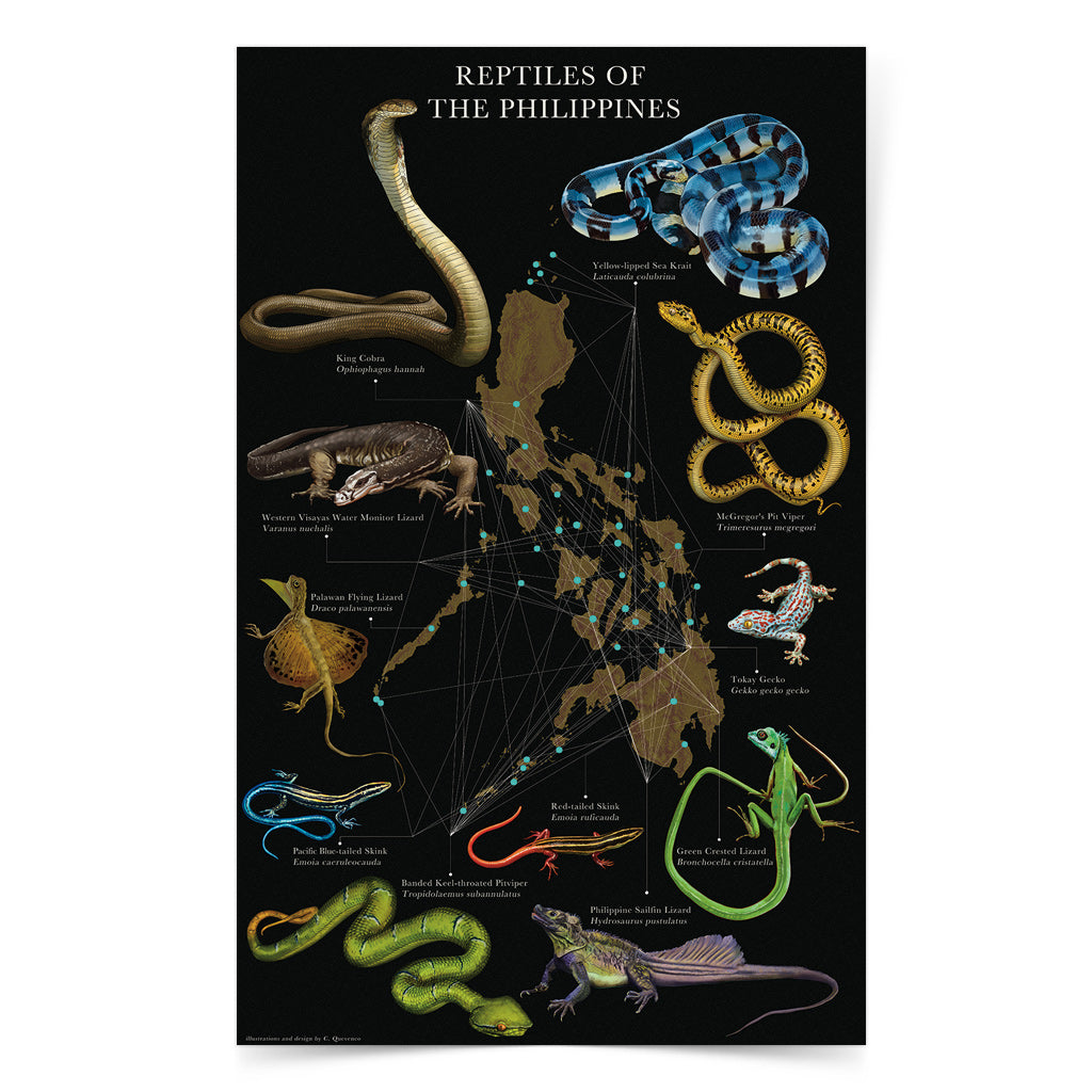 King Cobra Western Visayas Water Monitor Lizard Palawan Flying Lizard Pacific Blue tailed Skink Banded Pitviper Red tailed skink Tockay Gecko Philippine Sailfin Lizard Reptiles Snakes Filipino artist Dumaguete city project art exhibition Pinta PH Maps illustration wall decoration idea print