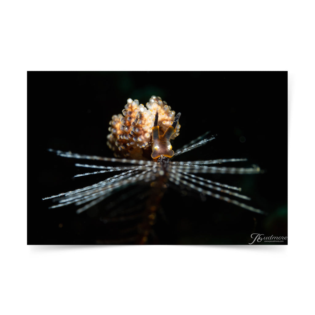 exhibition, marine creatures, conservation, Filipino, photographer, art Philippines, Negros Oriental, Dumaguete city, Pinspired Art Souvenirs, The Henry Resort, Silver Reef Dive Resort, dive, diving, diver, photography, underwater