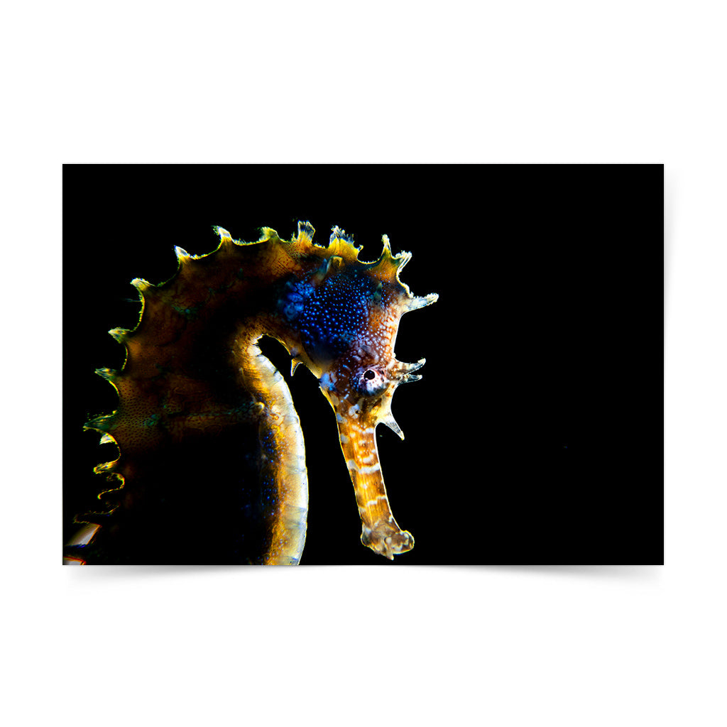exhibition, marine creatures, conservation, Filipino, photographer, art Philippines, Negros Oriental, Dumaguete city, Pinspired Art Souvenirs, The Henry Resort, Silver Reef Dive Resort, dive, diving, diver, photography, underwater