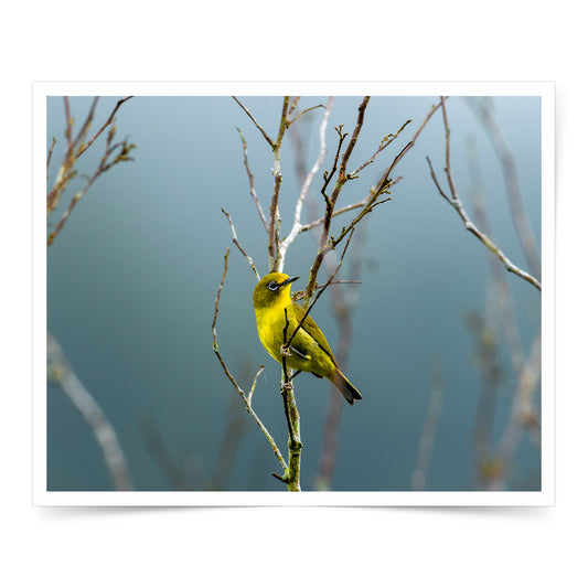 photo art print local Bisaya photographer limited edition exclusive wall art frame bird negros oriental Dumaguete Yellowish White-eye Zosterops nigrorum paper gift decor decoration home