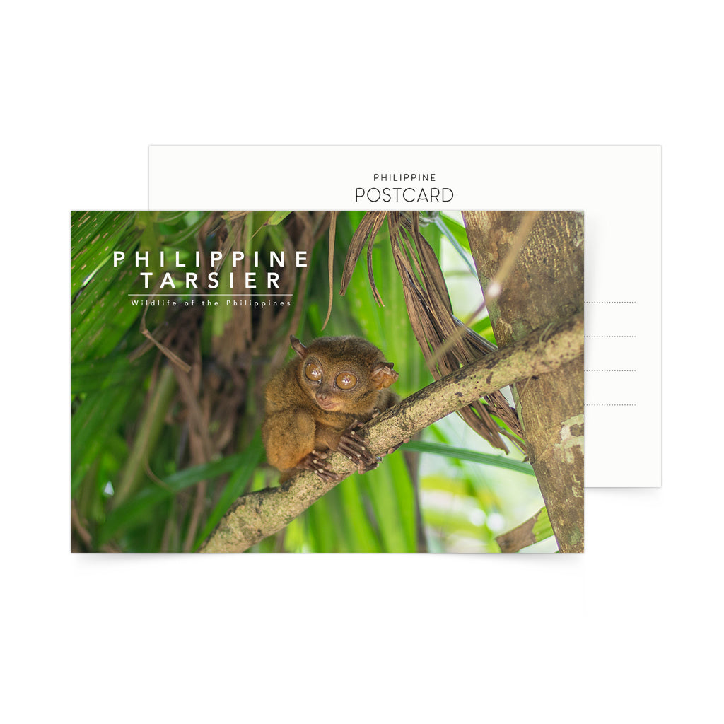 animal bohol panglao tourist attraction pinoy pasalubong photography nature