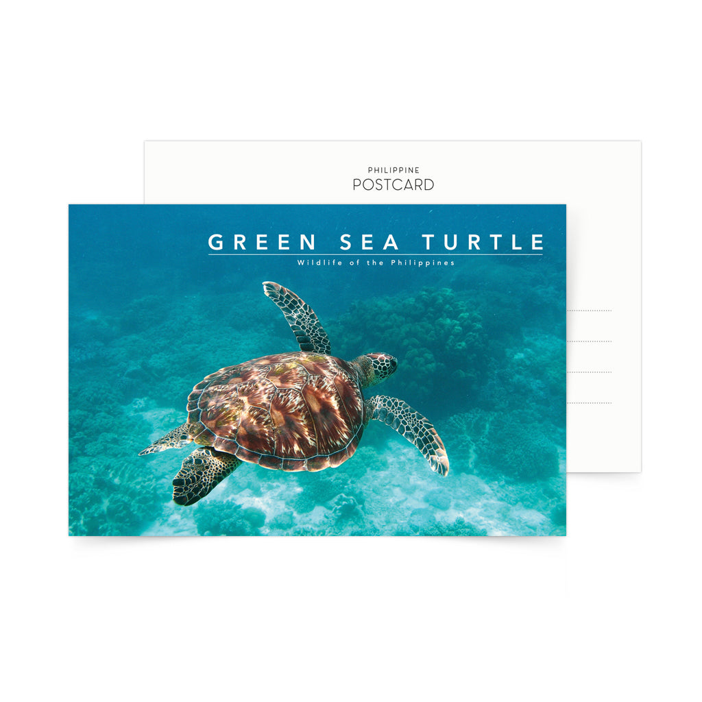 Green Sea Turtle Postcard – Pinspired Art Souvenirs
