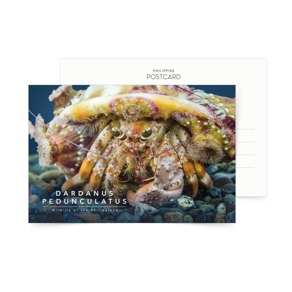 underwater photography diving filipino dive diver gift postcrossing pasalubong travel