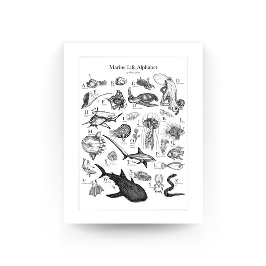 frogfish, underwater, dive, diving, diver, Alma Zosan, artist, Filipino, Negros Oriental, Dauin, ocean, oceanic, pen and ink. black and white, illustration, Philippines, Visaya, Alphabet, ABC,