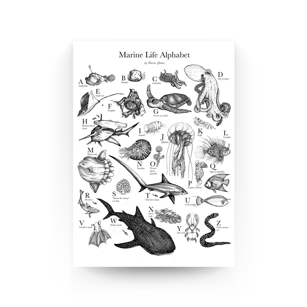 frogfish, underwater, dive, diving, diver, Alma Zosan, artist, Filipino, Negros Oriental, Dauin, ocean, oceanic, pen and ink. black and white, illustration, Philippines, Visaya, Alphabet, ABC,