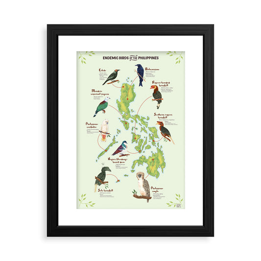 Coleto Bird Filipino Endemic Balicassiao Rubous-headed Hornbill Southern Rubous Hornbill Philippine Eagle National Symbol Supporting NGO Talarak Foundation Negros Oriental Sulu Hornbill Negros Bleeding Heart Dove Cockatoo Mindoro Imperial Pigeon Wall decor decoration home office tourist space framed high quality paper print
