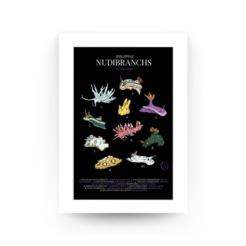 Giant Hypselodoris Hypselodoris aplogema Desirable Flabellina Coryphellina exoptata Sea Bunny Jorunna funebris Ocellate Phyllidia ocellata Opalescent Phyllodsmium opalescens Egret Ardeadoris egretta Coleman's Melibe colemani Magnificent Chromodoris magnifica Pikachu Nudibranch Thecacera, art wall decor decoration, tourist office space home diving diver dive gift Mabini, Batangas, Puerto Galera, Coron, Negros Oriental, El Nido, Romblon, Logon, Bohol, Cebu, Pinspired Art Souvenirs, mat board, Dumaguete city