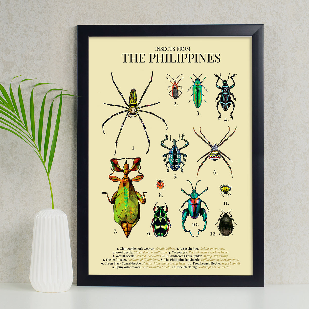 insect bug spider Luzon Visayas Mindanao Islands Map PH Habitat Coleoptera Giant golden orb weaver St. Andrew's Cross Spider Rice black bug Assassin Bug Spiny orb-weaver Sagra buqueti Green Black Scarab beetle The leaf insect Weevil Beetle Jewel Beetle The Philippine ladybeetle  The leaf insect Green Black Scarab beetle Home decor decoration print Filipino artist high quality paper
