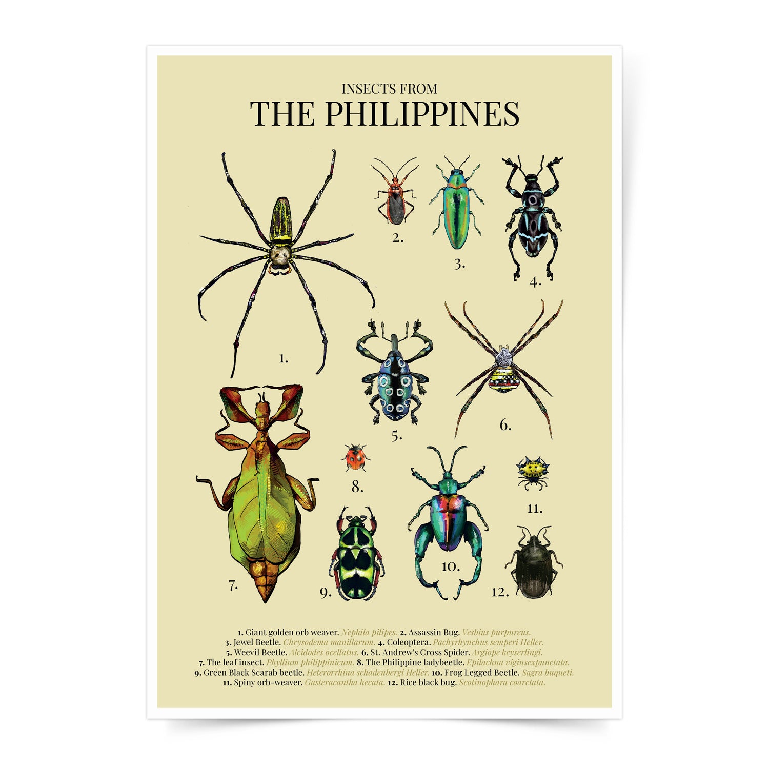 insect bug spider Luzon Visayas Mindanao Islands Map PH Habitat Coleoptera Giant golden orb weaver St. Andrew's Cross Spider Rice black bug Assassin Bug Spiny orb-weaver Sagra buqueti Green Black Scarab beetle The leaf insect Weevil Beetle Jewel Beetle The Philippine ladybeetle  The leaf insect Green Black Scarab beetle Home decor decoration print Filipino artist high quality paper
