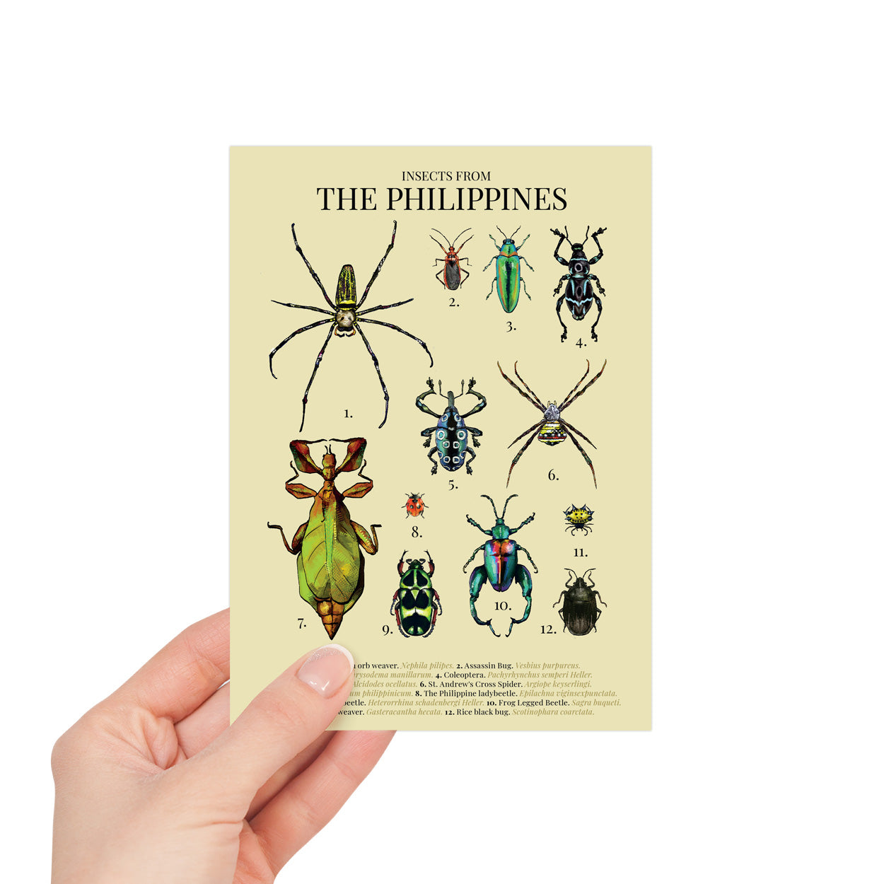 insect, bug, spider, Luzon, Visayas, Mindanao, Islands, Map PH, Habitat, Coleoptera, Giant golden orb weaver, St. Andrew's Cross Spider, Rice black bug, Assassin Bug, Spiny orb-weaver, Sagra buqueti, Green Black Scarab beetle, The leaf insect, Weevil Beetle, Jewel Beetle, The Philippine ladybeetle, The leaf insect, Green Black Scarab beetle, Filipino artist, snailmail, postcrossing, souvenir, tourist, gift idea, card, vintage