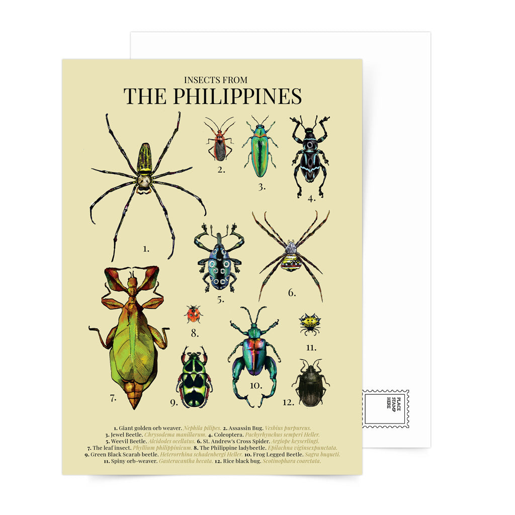 insect, bug, spider, Luzon, Visayas, Mindanao, Islands, Map PH, Habitat, Coleoptera, Giant golden orb weaver, St. Andrew's Cross Spider, Rice black bug, Assassin Bug, Spiny orb-weaver, Sagra buqueti, Green Black Scarab beetle, The leaf insect, Weevil Beetle, Jewel Beetle, The Philippine ladybeetle, The leaf insect, Green Black Scarab beetle, Filipino artist, snailmail, postcrossing, souvenir, tourist, gift idea, card, vintage