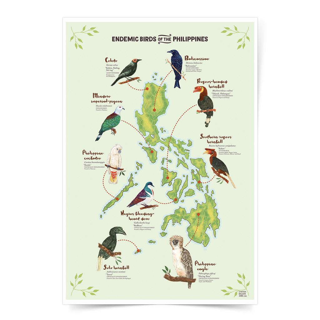 Coleto Bird Filipino Endemic Balicassiao Rubous-headed Hornbill Southern Rubous Hornbill Philippine Eagle National Symbol Supporting NGO Talarak Foundation Negros Oriental Sulu Hornbill Negros Bleeding Heart Dove Cockatoo Mindoro Imperial Pigeon Wall decor decoration home office tourist space
