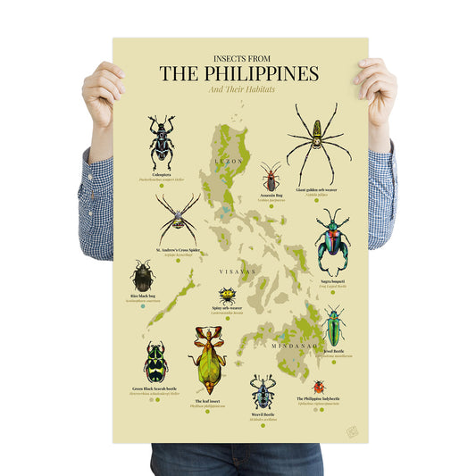 insect bug spider Luzon Visayas Mindanao Islands Map PH Habitat Coleoptera Giant golden orb weaver St. Andrew's Cross Spider Rice black bug Assassin Bug Spiny orb-weaver Sagra buqueti Green Black Scarab beetle The leaf insect Weevil Beetle Jewel Beetle The Philippine ladybeetle  The leaf insect Green Black Scarab beetle Home decor decoration print Filipino artist high quality paper