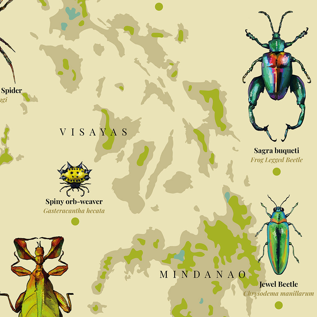 insect bug spider Luzon Visayas Mindanao Islands Map PH Habitat Coleoptera Giant golden orb weaver St. Andrew's Cross Spider Rice black bug Assassin Bug Spiny orb-weaver Sagra buqueti Green Black Scarab beetle The leaf insect Weevil Beetle Jewel Beetle The Philippine ladybeetle  The leaf insect Green Black Scarab beetle Home decor decoration print Filipino artist high quality paper close up