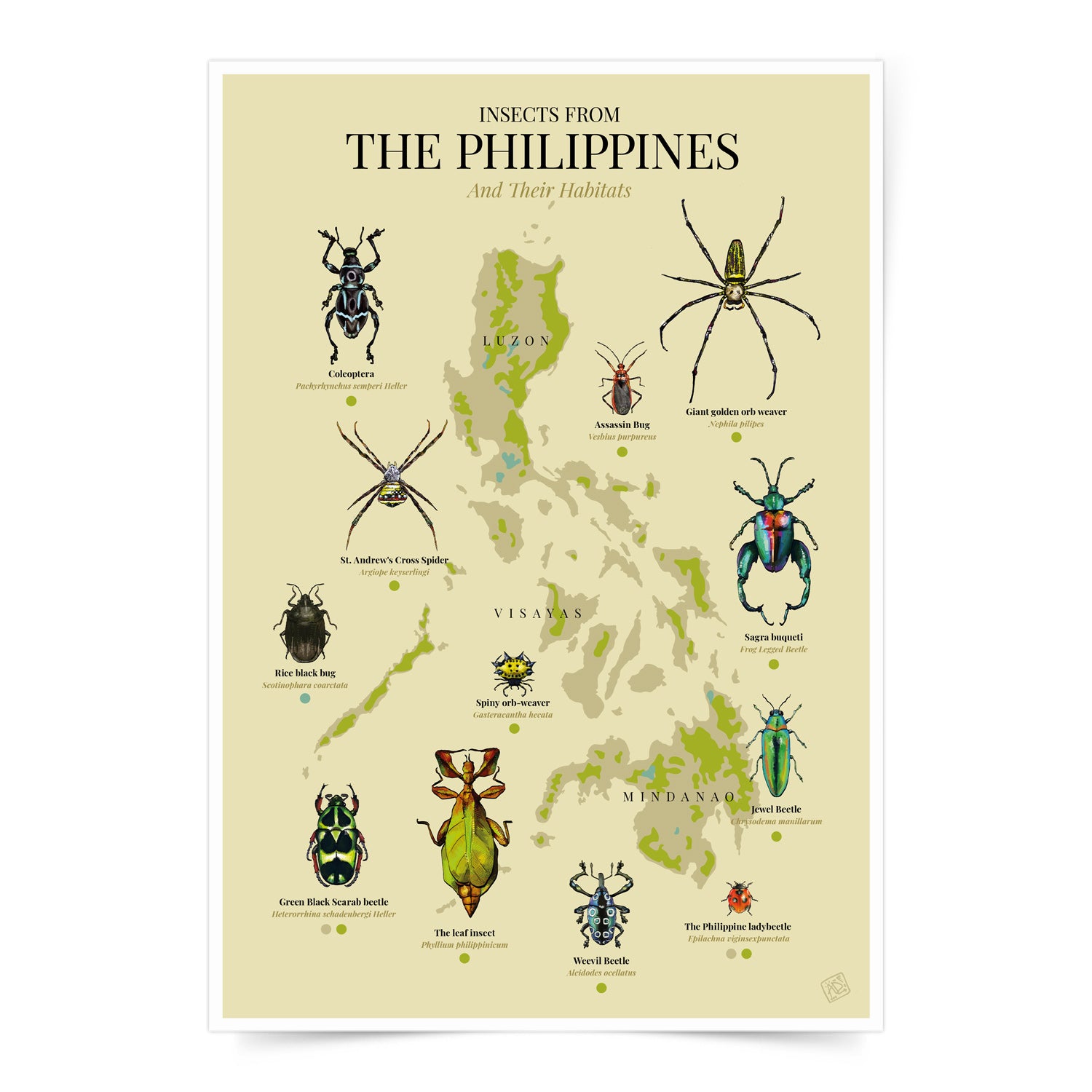 insect bug spider Luzon Visayas Mindanao Islands Map PH Habitat Coleoptera Giant golden orb weaver St. Andrew's Cross Spider Rice black bug Assassin Bug Spiny orb-weaver Sagra buqueti Green Black Scarab beetle The leaf insect Weevil Beetle Jewel Beetle The Philippine ladybeetle The leaf insect Green Black Scarab beetle Home decor decoration print Filipino artist high quality paper