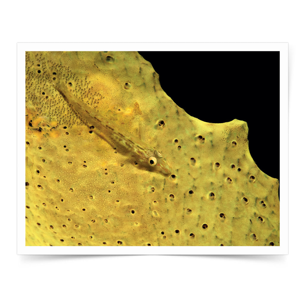 Sponge Goby Limited Edition Photo Print by Klaus M. Stiefel