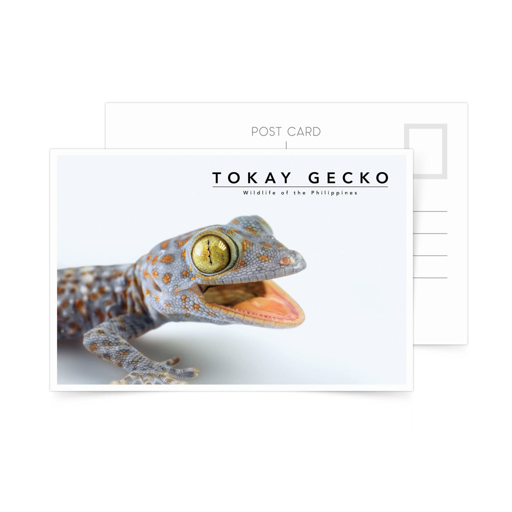 photo postcard philippine tokay gecko