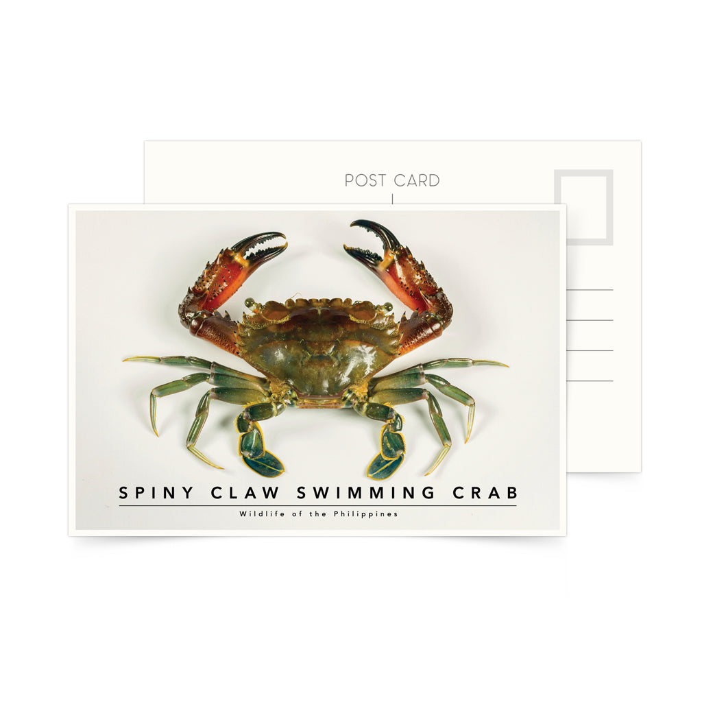 photo postcard philippine crab