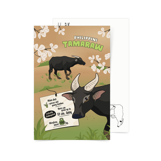 Facts About Philippine Tamaraw Postcard