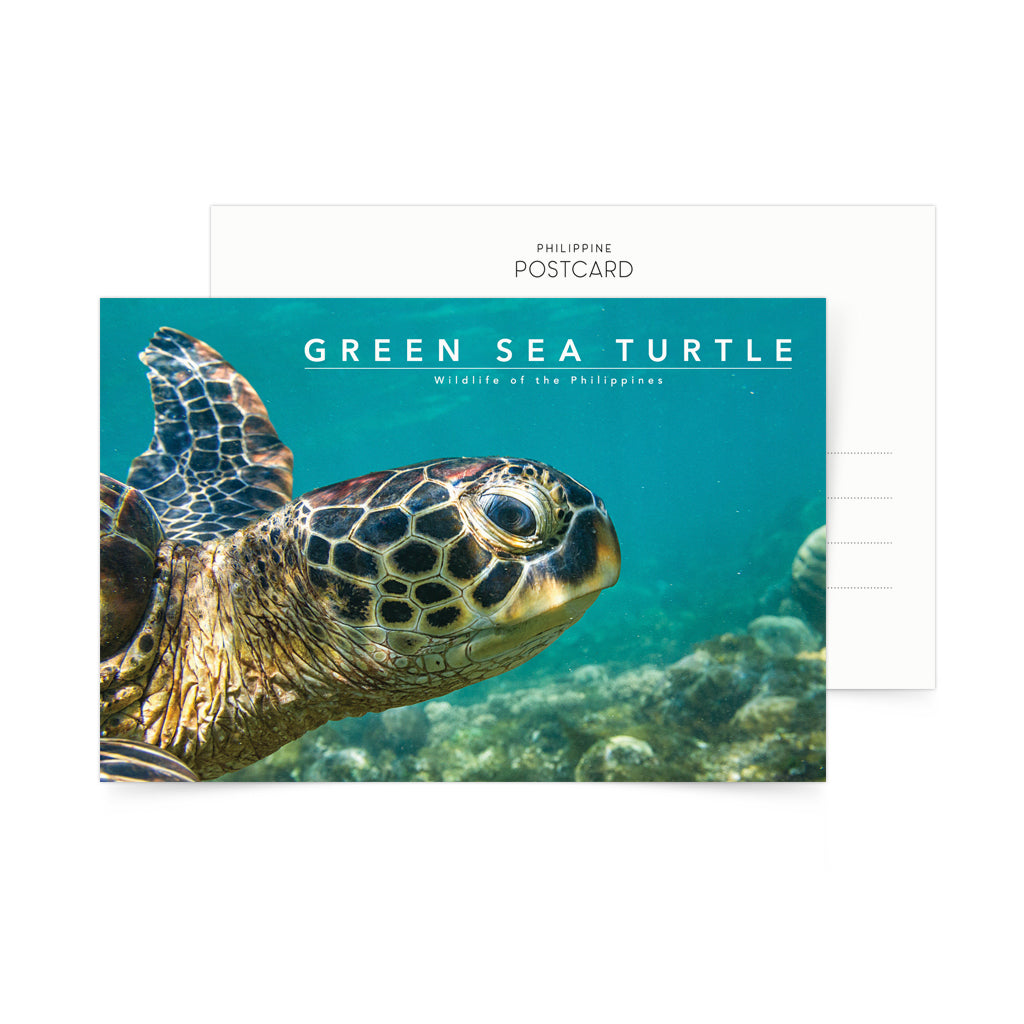 underwater photography photo card philippine animal diving dive
