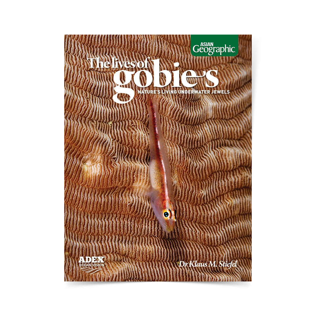 The Lives of Gobies Asian Geographic By Dr Klaus M. Stiefel